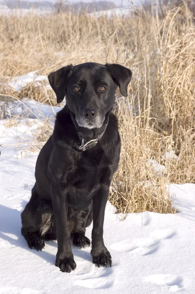 Eski siyah Labrador köpek Stok Resim