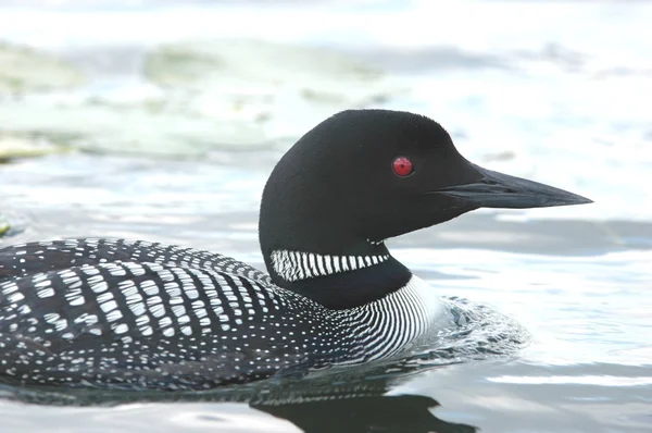 Loon comune Immagini Stock Royalty Free