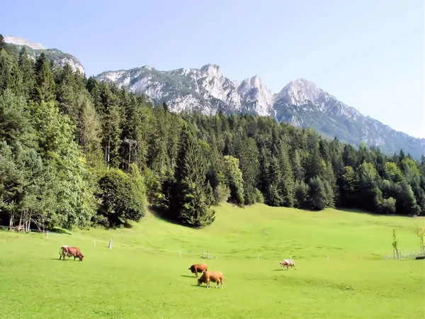 Pasture in de bergen — Stockfoto
