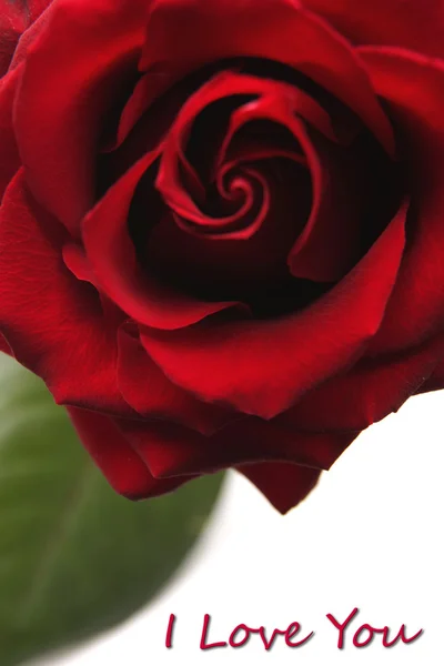 Красная роза Лицензионные Стоковые Изображения