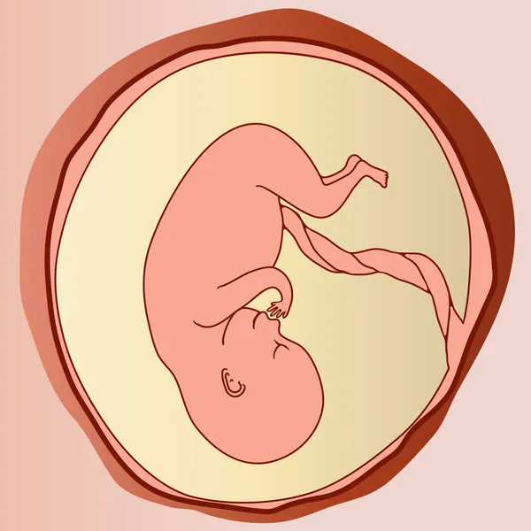 Embrión fetal — Vector de stock