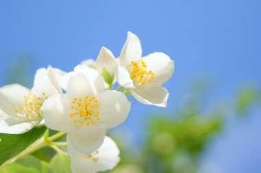 çiçek jasmin