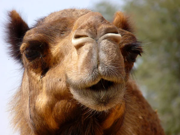 Arabian Camel Face Primer plano — Foto de Stock