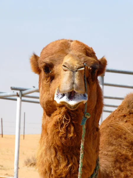 Лицо самца арабского разведения верблюдов — стоковое фото