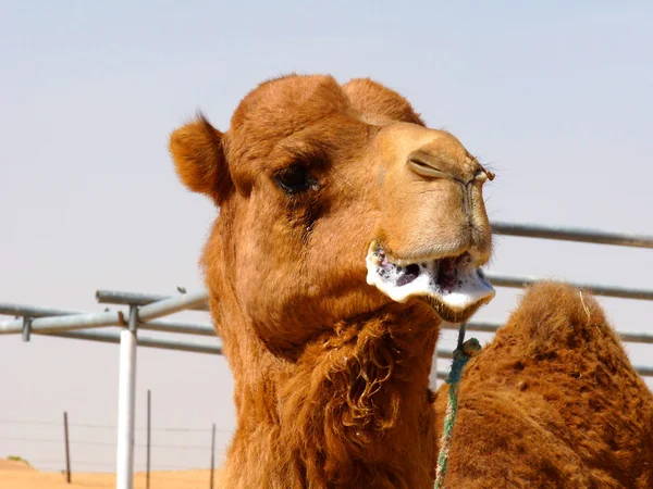 Mężczyzna arabskiej hodowli wielbłądów — Zdjęcie stockowe