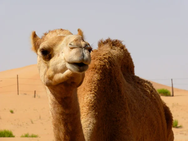阿拉伯青年骆驼 — 图库照片