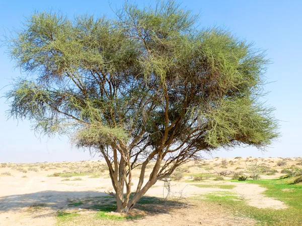 stock image Desert Tree