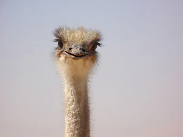 Любопытный и забавный страус — стоковое фото