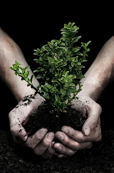 stock image Holding a Tree