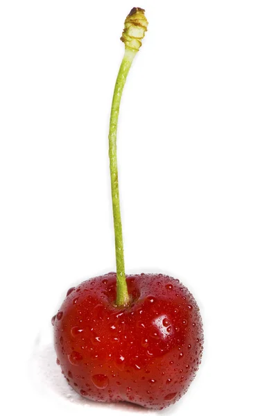Jediný cherry — Stock fotografie