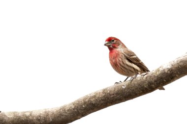 Male House Finch bird on limb clipart