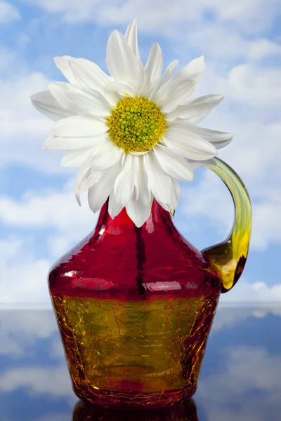 White Daisy in red, orange and yellow Bottle — Stock Photo, Image