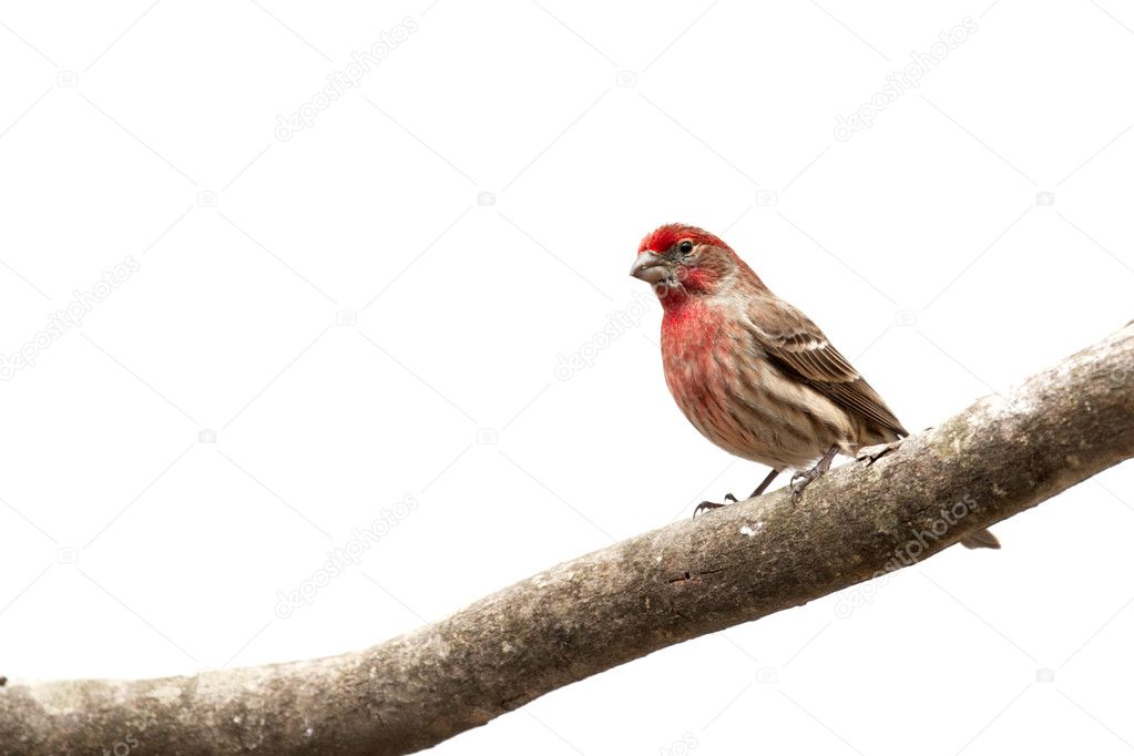 Male House Finch bird on limb