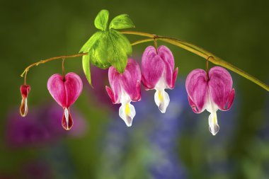 Beautiful Bleeding Heart Blooms clipart