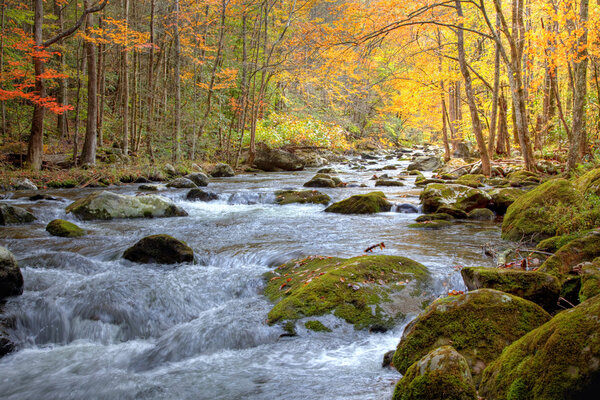 Smoky Mountain Stream in Autumn