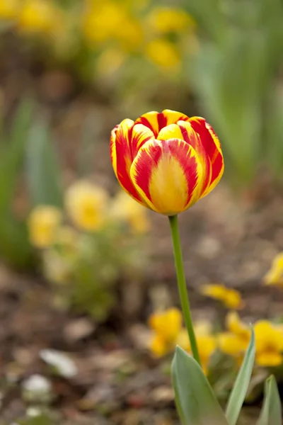 Gele en rode tulp in tuin — Stockfoto