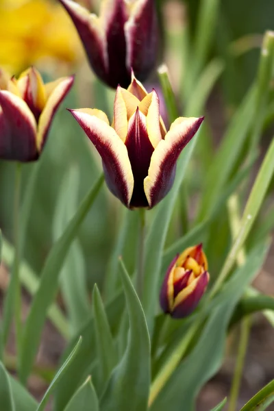 Multi-gekleurde tulpen in tuin — Stockfoto