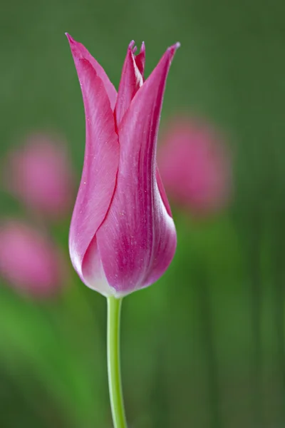 ピンクのチューリップの庭 — ストック写真