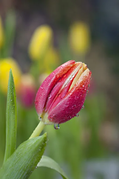Rote Tulpe mit Wassertropfen — Stockfoto
