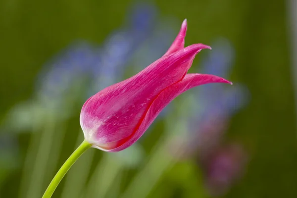 Rosa Tulpe im Garten — Stockfoto