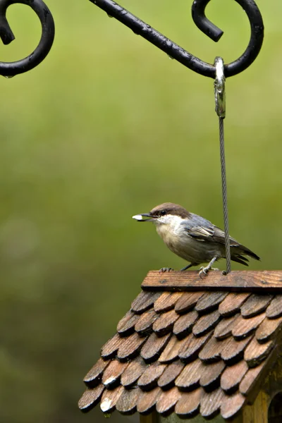 Brown headed nuthatch on birdhouse — Stock Photo, Image