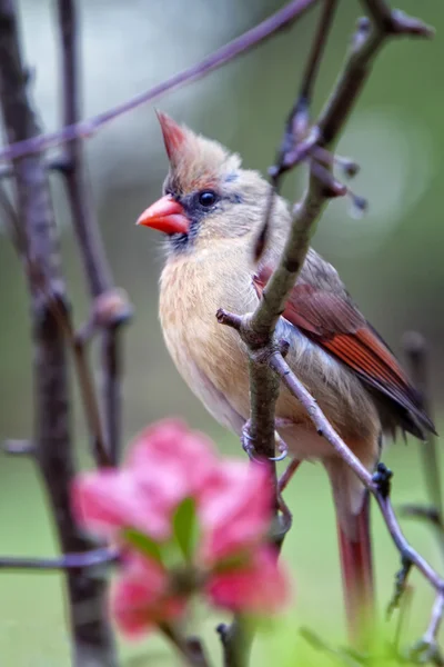 Mujer cardenal del norte en árbol —  Fotos de Stock