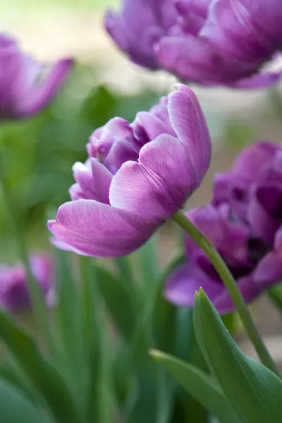 Fioletowe tulipany w ogrodzie Obrazek Stockowy