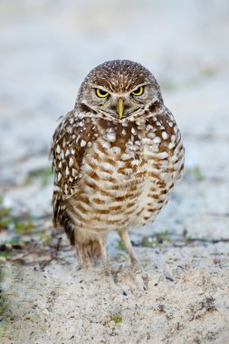 Burrowing Owl clipart