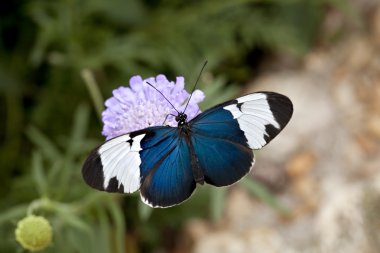 Sapho butterfly on purple flower clipart