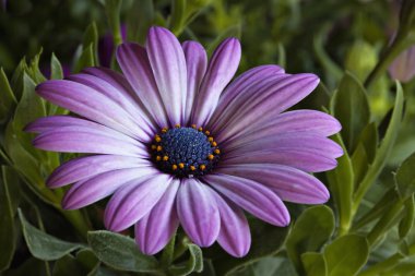 Purple African Daisy with green background clipart