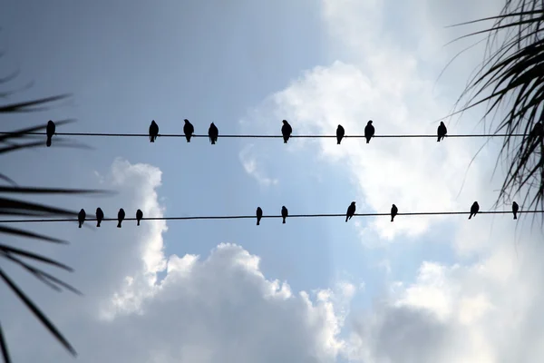 stock image Birds On a Wire