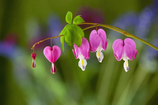 Kalbi kanayan pembe çiçekler — Stok fotoğraf