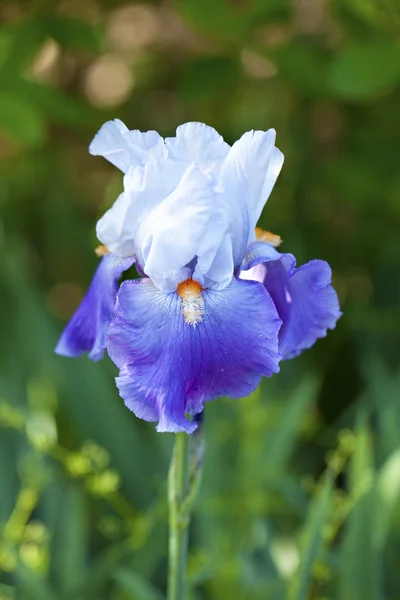 Blue Iris in garden — Stock Photo, Image