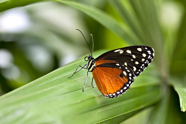 Motýl na list — Stock fotografie