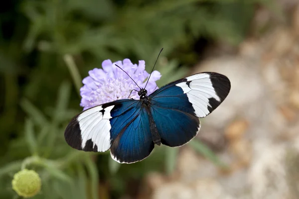 Sapho butterfly on purple flower — Stock Photo, Image