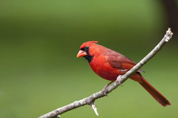 Мужчина-кардинал сидит голым деревом — стоковое фото