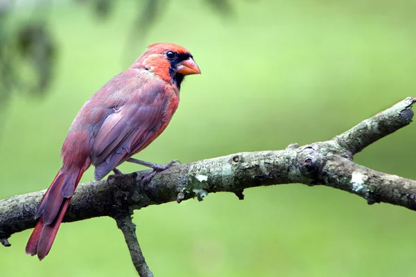 Male Cardinal sitting in bare tree — Stock Photo, Image