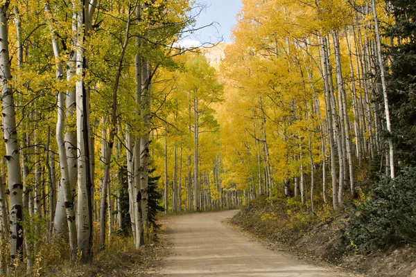 Colorado Golden Fall Road — Stock Photo, Image
