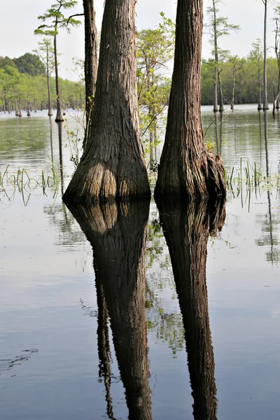 stock image Cypress Swamp