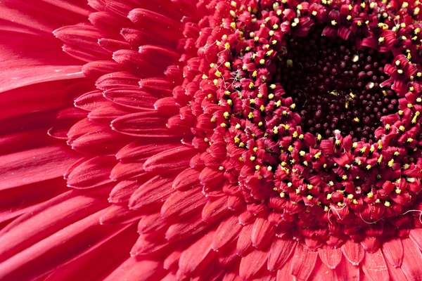 Close Up Red Gerber Gerbera Daisy — Stock Photo, Image