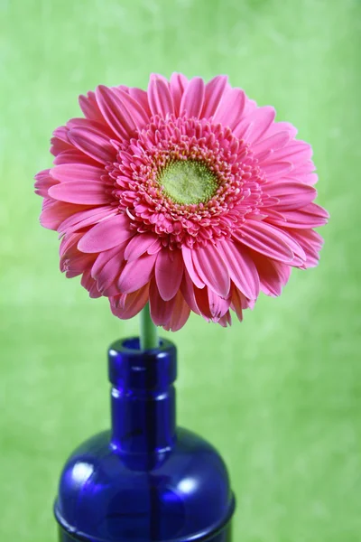 Pink Gerber Gerbera Daisy in Cobalt Blue Bottle — Stock Photo, Image