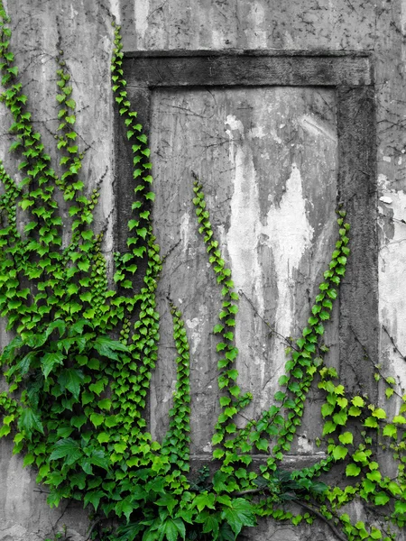 Старая стена с плющом — стоковое фото
