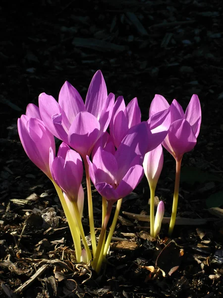 stock image Violet flowers