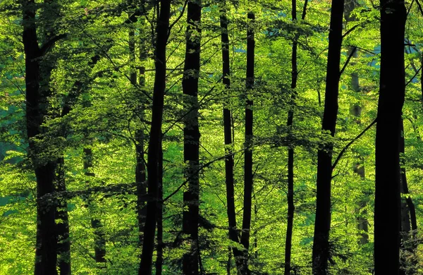 stock image Summer forest