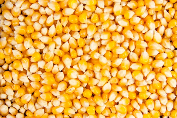 Closeup of dried maise corn — Stock Photo, Image