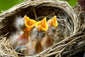 három baby robins egy fészekben