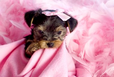 pembe bir arka plan ile Yorkshire terrier köpek yavrusu