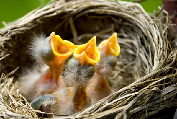 Três Robins de Bebê em um Ninho — Fotografia de Stock