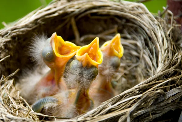 Három baby robins egy fészekben Stock Fotó