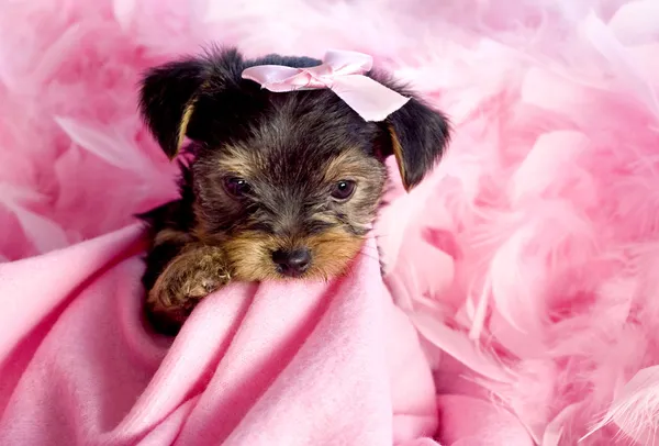 Yorkshire Terrier Filhote de cachorro com fundo rosa Fotos De Bancos De Imagens